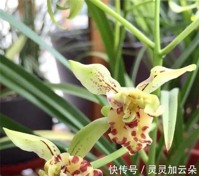 建兰|夏日养花,一定不要错过此兰,花量大,花香浓,花迷抢着买!