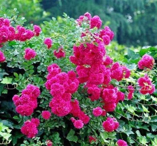 观赏价值极高、超级耐寒的花树，花开3季，满园飘香，打造花海！