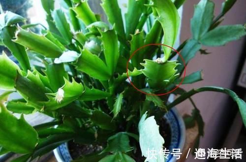 根腐病|外边买的蟹爪兰花苞特别多有时一个叶片上就有五六个，商家是怎么做到的？