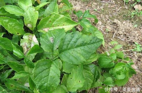 竹葉青|這種野草被稱為“天然抗生素”，居然還能治這些病，屬于極品