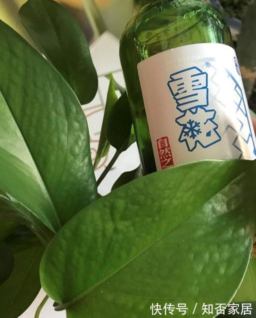 啤酒养花好处多,方法很重要,用错了方法营养液变毒药