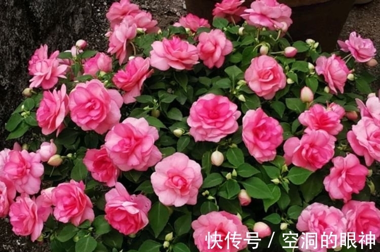 重瓣凤仙花|几款艳丽的花卉，漂亮又好闻，花姿妖娆，四季繁花似锦