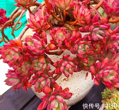 喜欢多肉养盆红稚莲,长势旺爆侧芽,养600天成老桩!