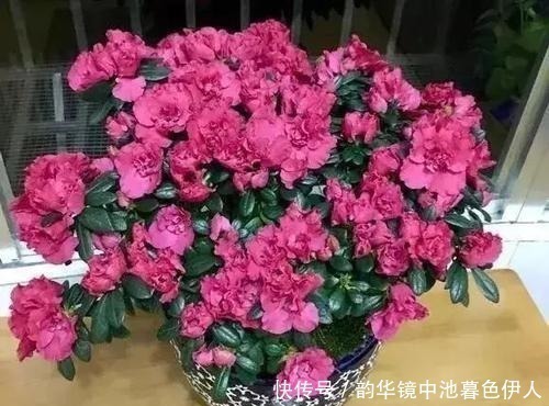 旺盛|家家都有的液体,给花喝一勺,半年不用施肥,养啥都旺盛!