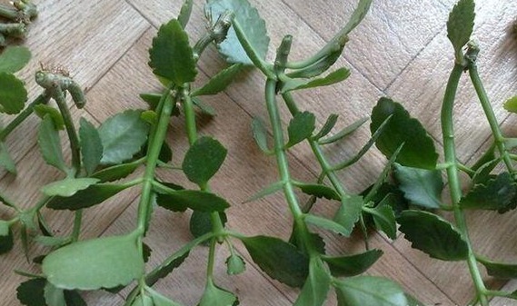 花友们这10种漂亮的花，很快就发芽长根、爆盆开花又招财气！