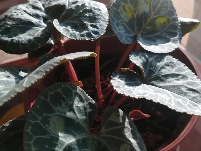 休眠期开花，剪掉才能活，需要一些养护技巧，才能保证安全度夏