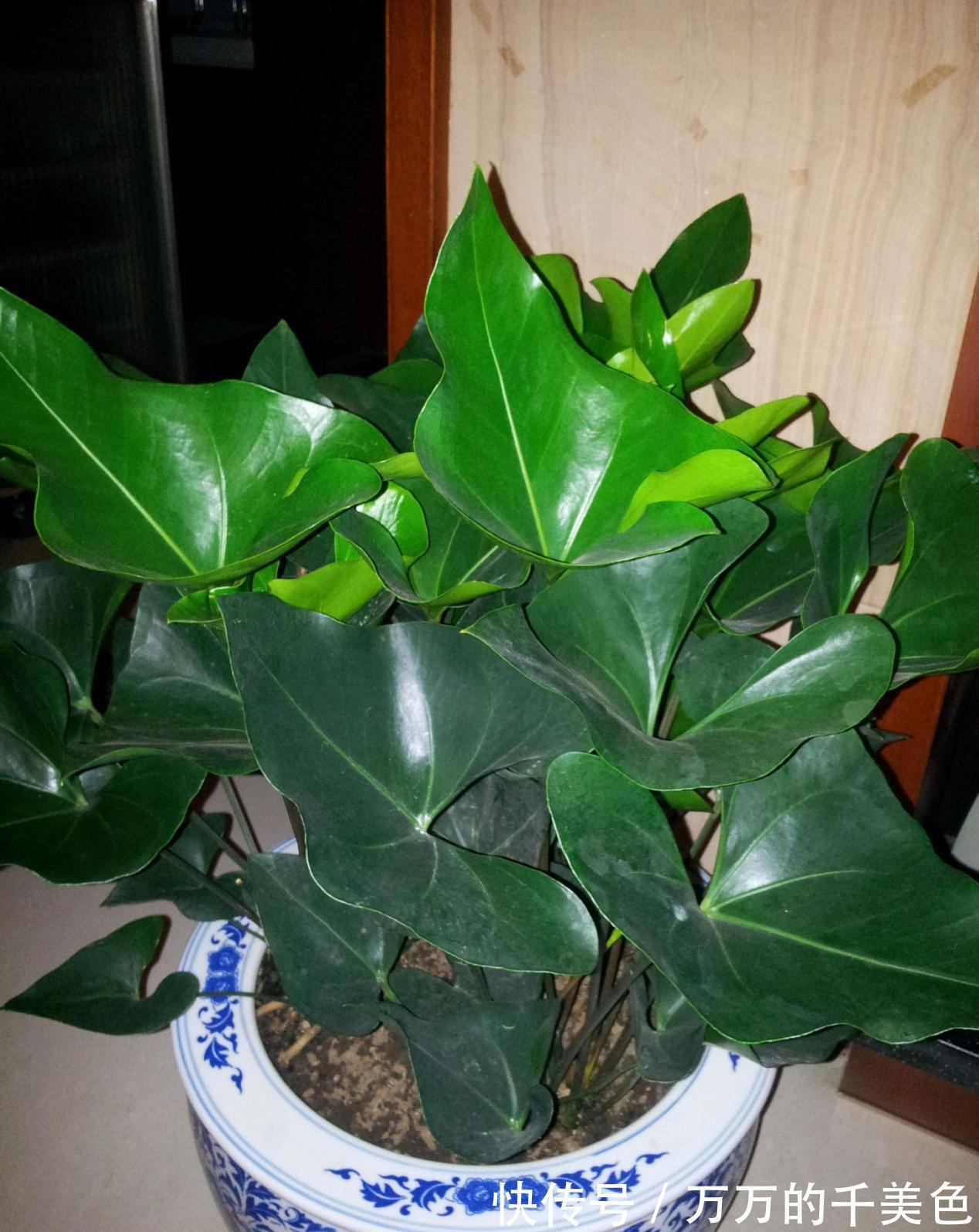 成活率|大蒜真是个“宝”,养花就有4大妙用,甭错过!