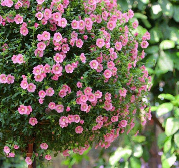 花期半年,容易爆盆的粉紫色小木槿特别容易养,夏天开花不断