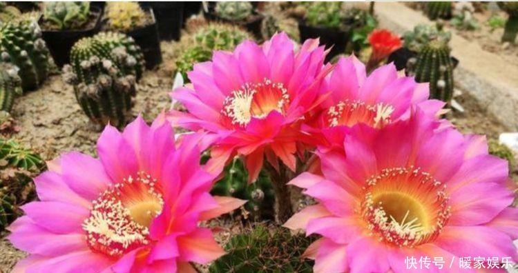 几款花卉,花艳易爆盆,开花香四溢飘满屋