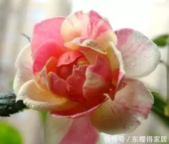 4种漂亮花,好打理,易爆盆,适合新手养,轻松养爆盆!