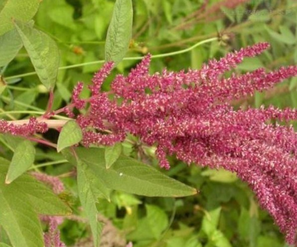 杂草|农村少见的“野草”,长着像朵花,可看可吃,作用很多遇到请珍惜