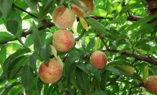 皱纹|冬天了，不妨多吃的食物，皱纹没了，色斑淡了，越吃越年轻