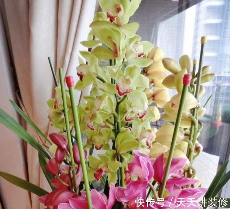 养花试试此几种的，花大色艳，花姿妖娆，四季繁花似锦