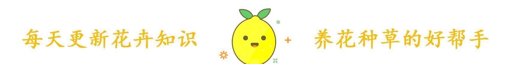 月季|花市遇到这4种花，再好看也不能买，都是假的根本养不活