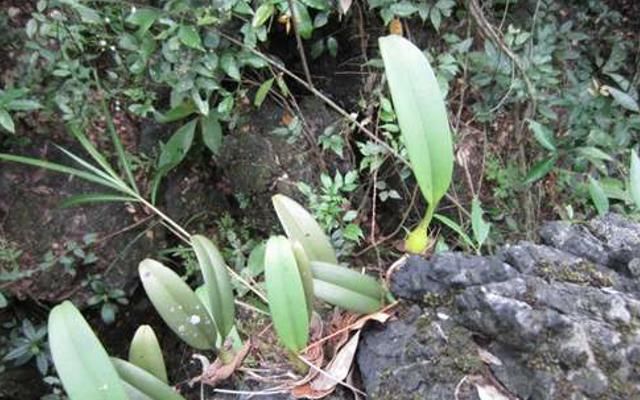 它便是“独叶岩珠”,是一味珍贵药材,爬山若有遇见请重视一下