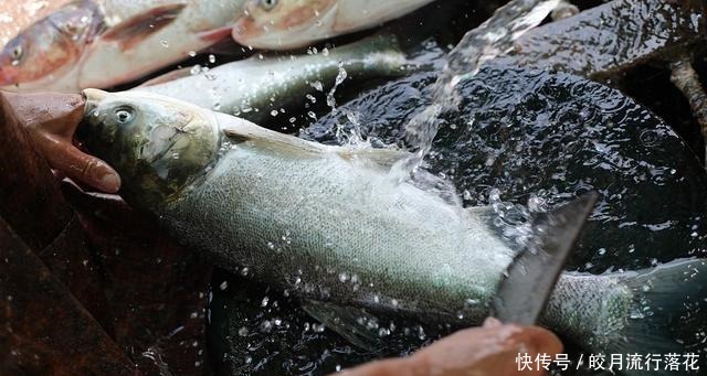 酸菜鱼要这样做,才鲜嫩,女士吃了美容美发