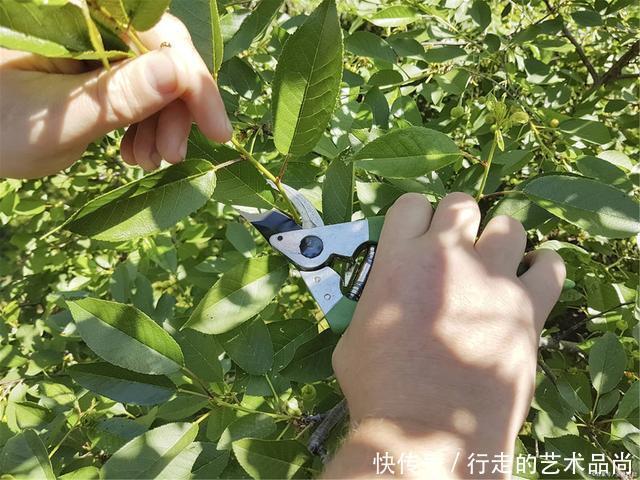 秋天|现在开始,2种花不能修剪,否则秋天见叶不见花!