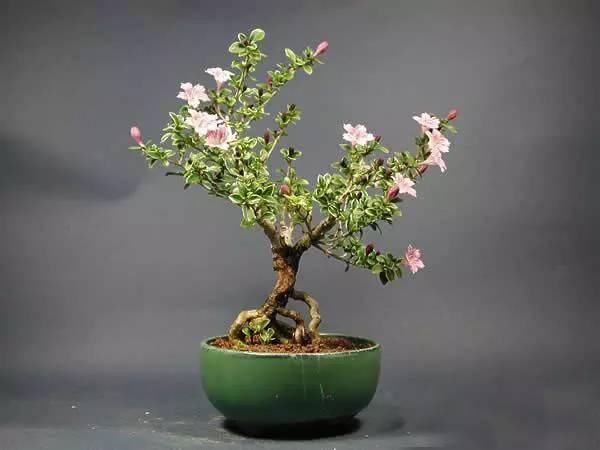 送给那些养花，却总是把花养死的人