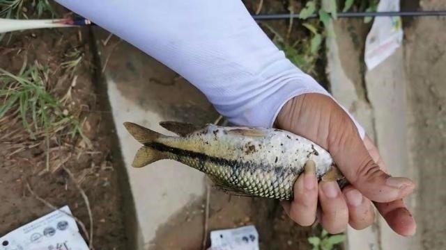 钓点|溪石斑,鱼体虽小价格昂贵,很多钓鱼人根本不懂如何垂钓!