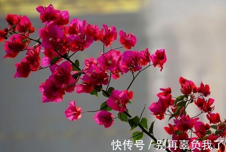 妙招|三角梅烂根还有救吗?教你3个挽救小妙招,让三角梅“起死回生”