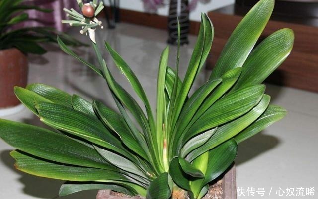 根系|给君子兰“喂点它”,7天猛窜白根,独苗变群兰,花大压弯枝!