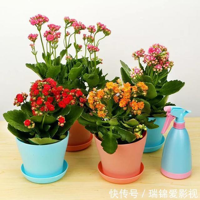 长寿|长寿花有点“怪”,施点“餐桌料”,叶绿花又美,特别漂亮