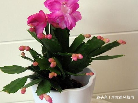 家养蟹爪兰习惯性不开花学会这三个小技巧,轻松爆出大花球