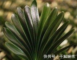 这些花最讨厌太阳,越阴凉越爆盆,还能开满花!