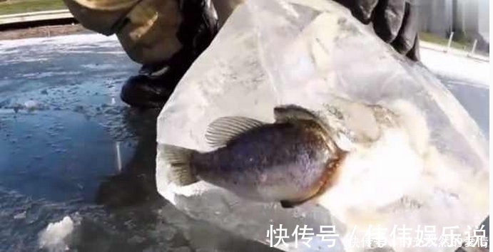 钓鱼|大鱼吃小鱼瞬间被冻住 ,大鱼:哎呦,吃到一半就动不了啦!