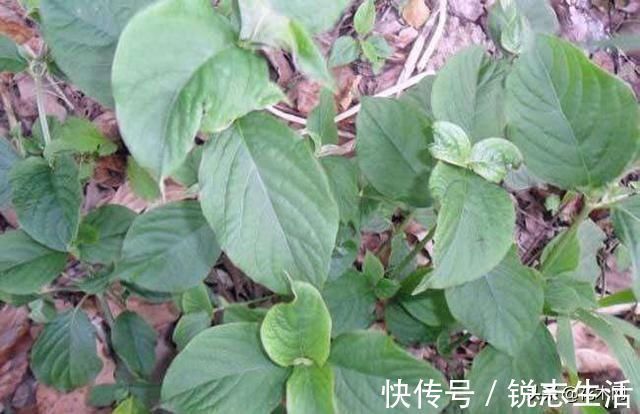 野生植物|一种野草，农村人把它当滋补野菜，不要叶子只要根，这是珍贵药材