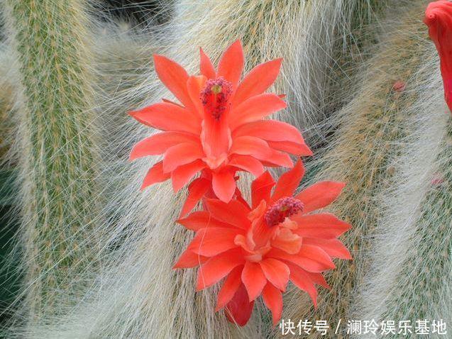 她家一棵“九尾狐”,开花超艳丽,邻居看了都眼馋!