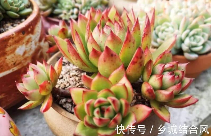 冬天养多肉植物，3个方面考虑周到，安全过冬，不烂根不黑腐