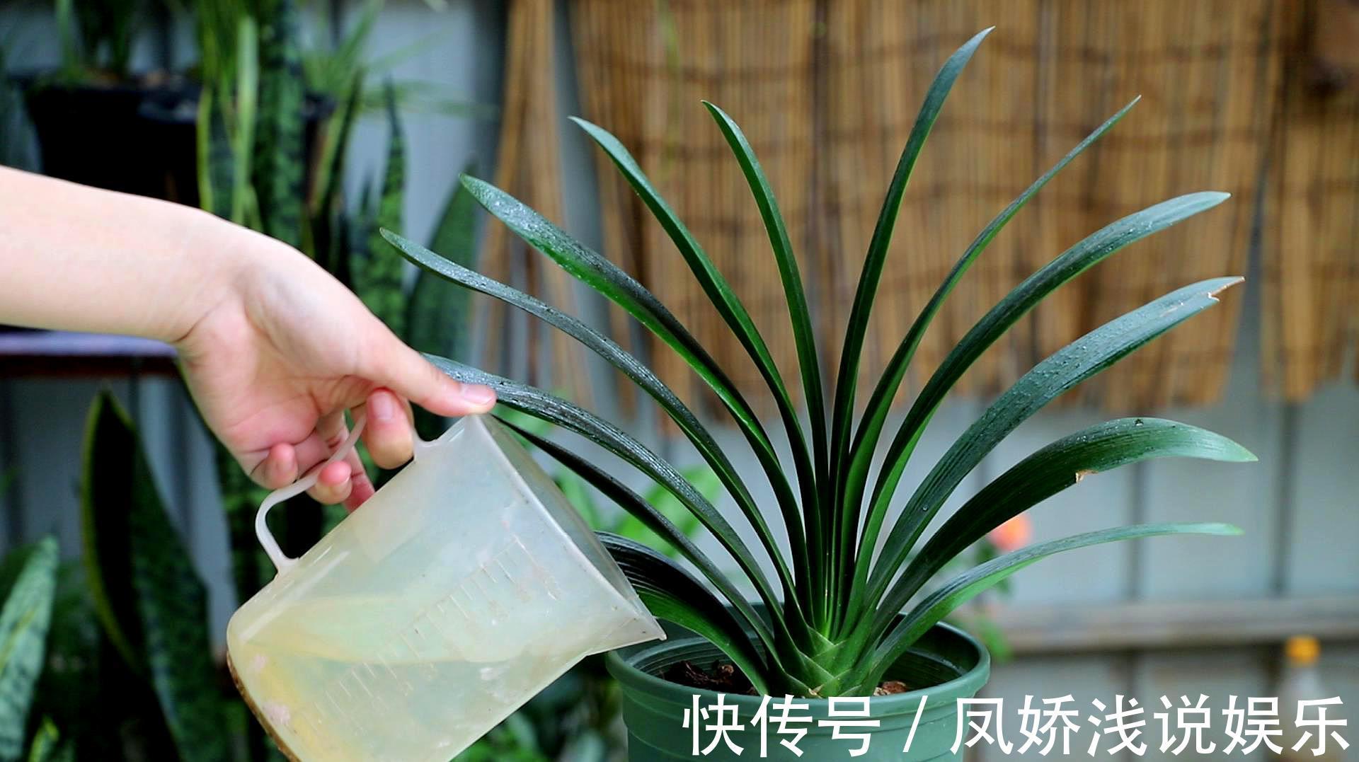 烂根|秋天养君子兰,“死记硬背”四大原则,冬天大爆花,花箭拔得多