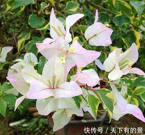 扦插|扦插三角梅,了解掌握几个小技巧,冬天也能生根发芽,一盆变多盆