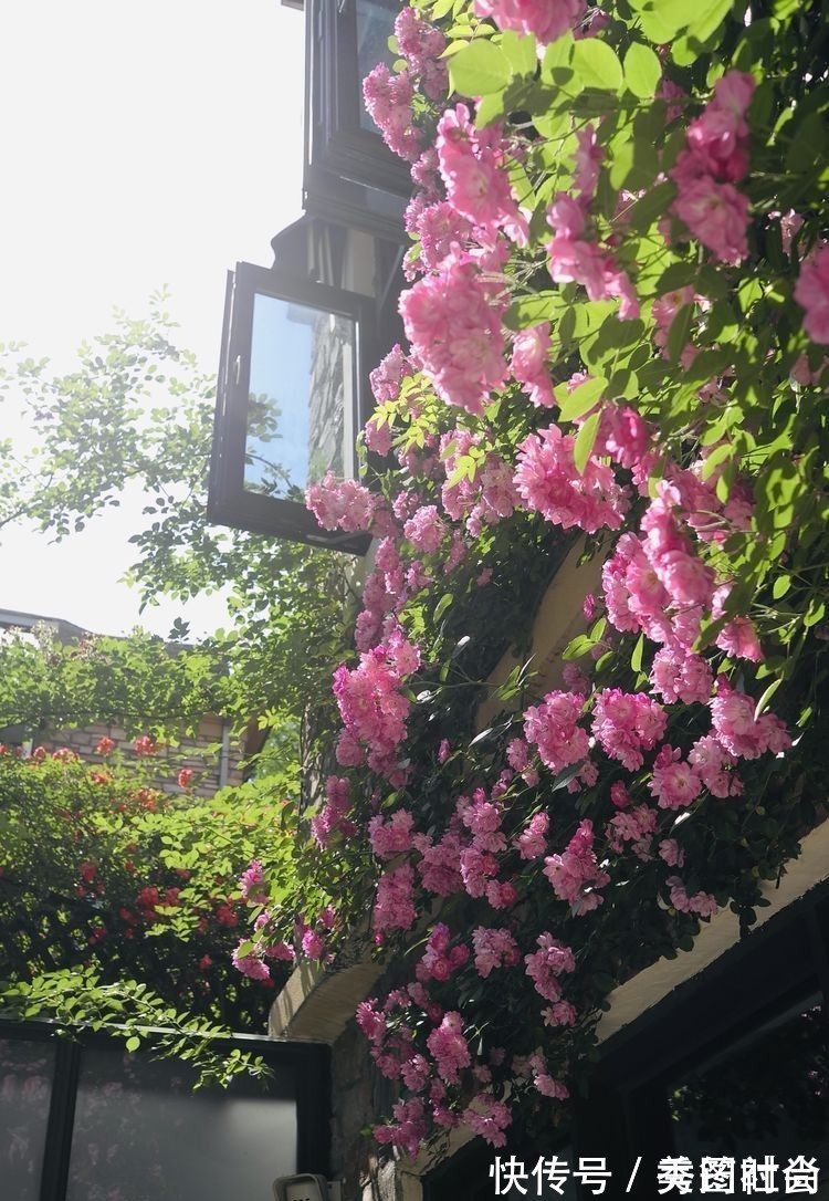 无尽夏|庭院改造:50㎡的下沉式庭院造花园,有地我也建一个,太好看了!