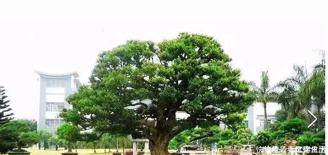 9种价格不菲的盆栽,不能拥有至少也过过眼瘾嘛