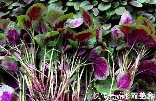 好吃|中国农村最好吃的野菜，全吃过的人不多，你能准确叫出名字吗？