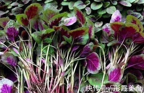 好吃|中国农村最好吃的野菜,全吃过的人不多,你能准确叫出名字吗?