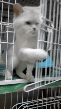 瓷砖|搞笑GIF：大哥，瓷砖不是这样贴的，我一个外行都看不下去了