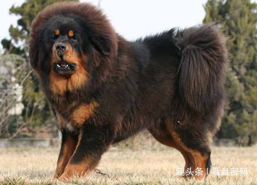 哮天犬&西游记里有两条神犬,一条孙悟空怕它,另一条的它却怕孙悟空!