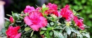 盆栽|老花农养花,浇水加点它,土壤疏松又肥沃,养啥都疯长!