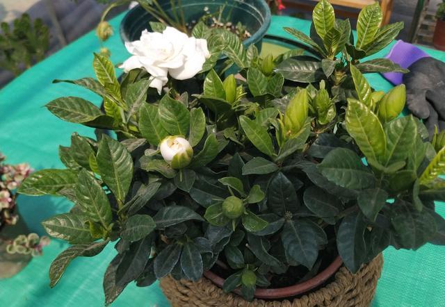 栀子花不能摆错“地方”,一摆就黄叶,想要养好栀子花,别忽视!