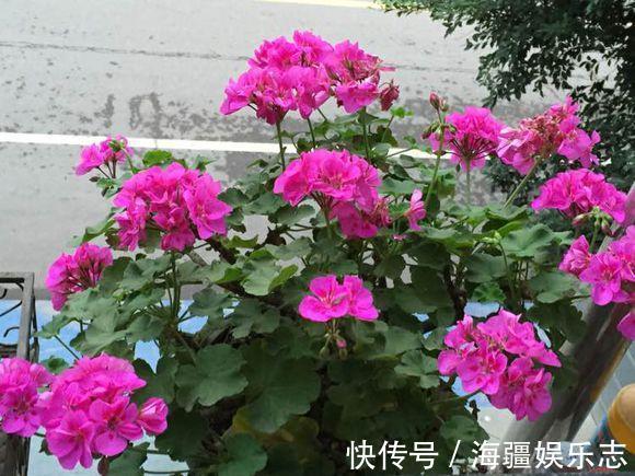 套路|天竺葵在夏天,走3个“套路”不怕休眠,养成花球,满阳台都是