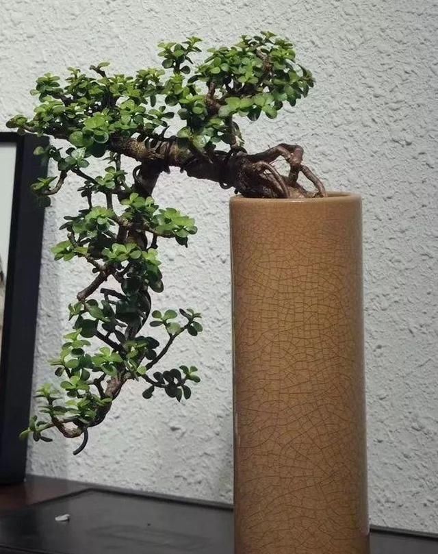 金枝玉叶拔起来养,造型惊人,身价能翻几百倍