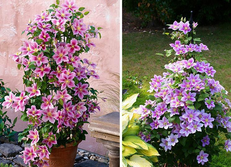 秋冬封闭阳台养花就选铁线莲,满足4点,铸就“一帘幽梦”