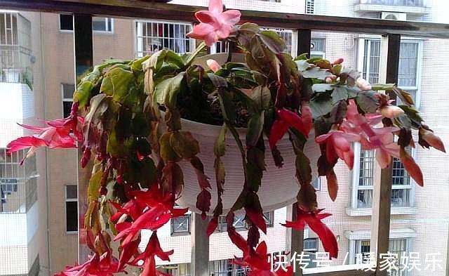 蟹爪兰长出新叶是红色,要分情况对待,对症下药,来年才会开满花