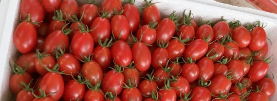 买圣女果时不能只看价格，遇见这4种，多便宜也不能要