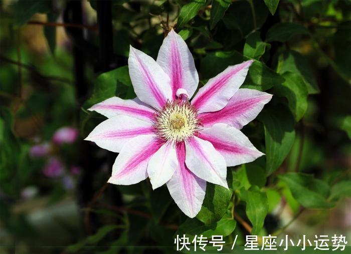 桃花|下个月，缘分与桃花来之不易，真爱十里飘来的3大生肖