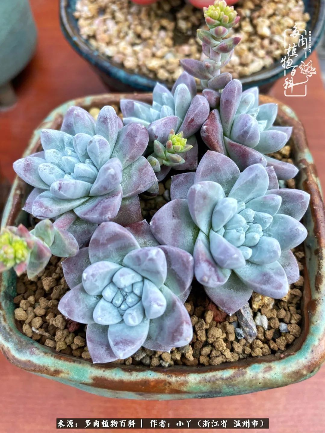 祖上无院家里无矿，一腔浪漫情怀付诸楼顶造花！