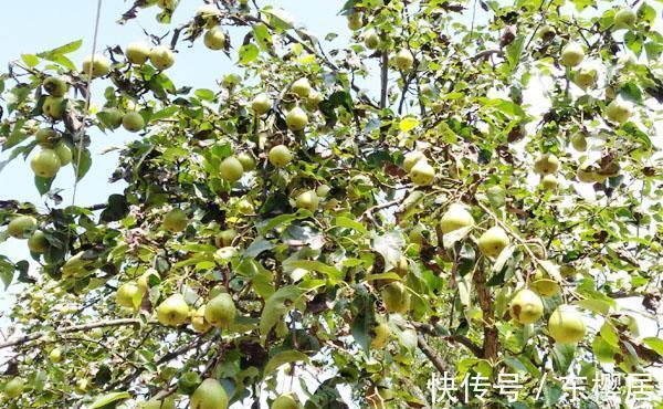 日灼病|把梨树种成这样也是服了,本来是完全不会发生的,现在基本无救了